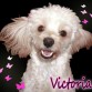 Esta foto fue editada en Photoshop Cs5 de mi mascota puddle con terrier llamada Victoria.